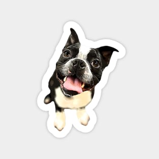 Boston Terrier Cute Dog Sticker